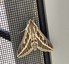 Hyles livornicoides