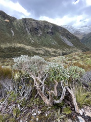 Brachyglottis elaeagnifolia
