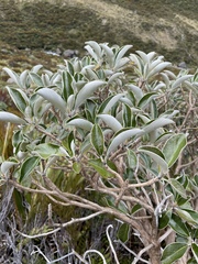 Brachyglottis elaeagnifolia