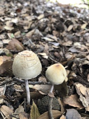 Coprinus