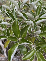 Brachyglottis elaeagnifolia