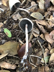 Coprinus