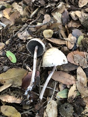 Coprinus