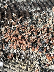Cladonia peziziformis