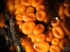 Byssonectria terrestris