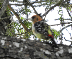 Trachyphonus vaillantii