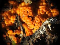 Byssonectria terrestris