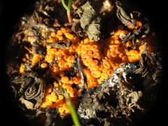 Byssonectria terrestris