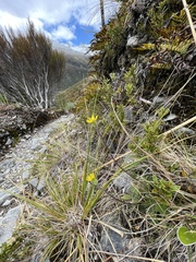 Brachyglottis lagopus
