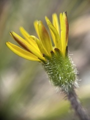 Brachyglottis lagopus