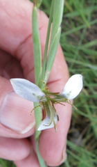 Moraea brevistyla