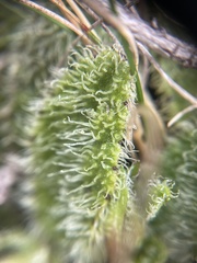 Brachyglottis lagopus