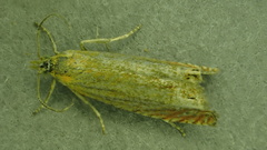 Eucosma