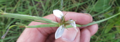 Moraea brevistyla