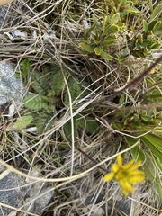 Brachyglottis lagopus