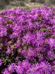 Drosanthemum hispidum