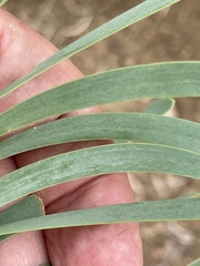 Acacia cambagei