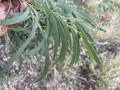 Acacia cambagei