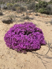 Drosanthemum hispidum