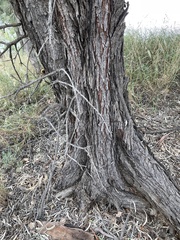 Acacia cambagei