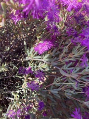 Drosanthemum hispidum