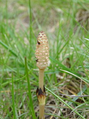 Equisetum arvense