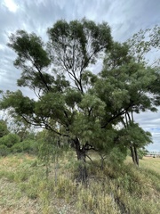 Acacia cambagei