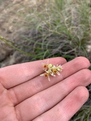 Tulbaghia acutiloba