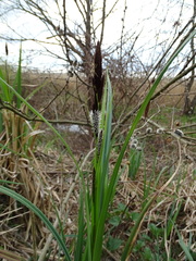 Carex riparia