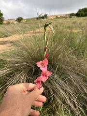 Gladiolus crassifolius