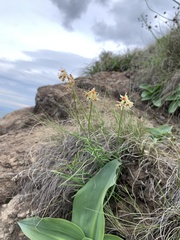Tulbaghia acutiloba