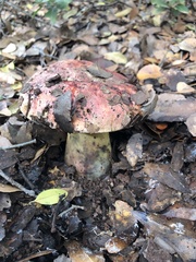 Rubroboletus lupinus