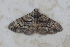 Eucymatoge peplodes