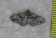 Eucymatoge peplodes