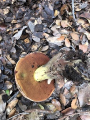 Rubroboletus lupinus