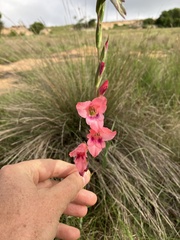 Gladiolus crassifolius