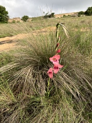 Gladiolus crassifolius