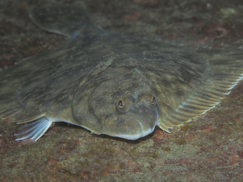 European plaice (Pleuronectes platessa) — Pleuronectidae — 3