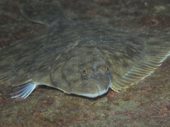 Pleuronectidae