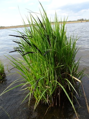 Carex acuta