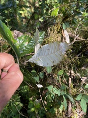 Brachylaena transvaalensis