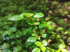 Pilea elliptica
