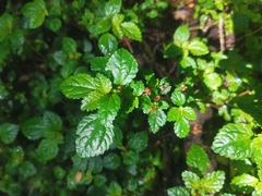 Pilea elliptica