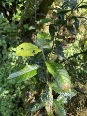 Brachylaena transvaalensis