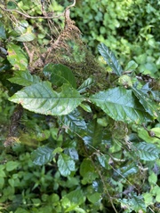 Brachylaena transvaalensis