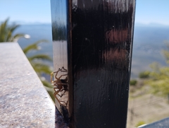 Micrommata