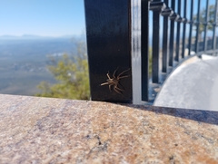 Micrommata