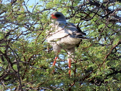 Melierax canorus argentior