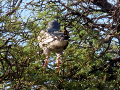 Melierax canorus argentior