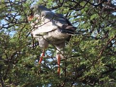 Melierax canorus argentior